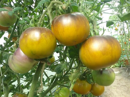 Вагнер сине-зеленый